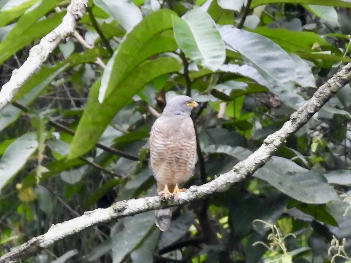 Roadside Hawk - ML645113719