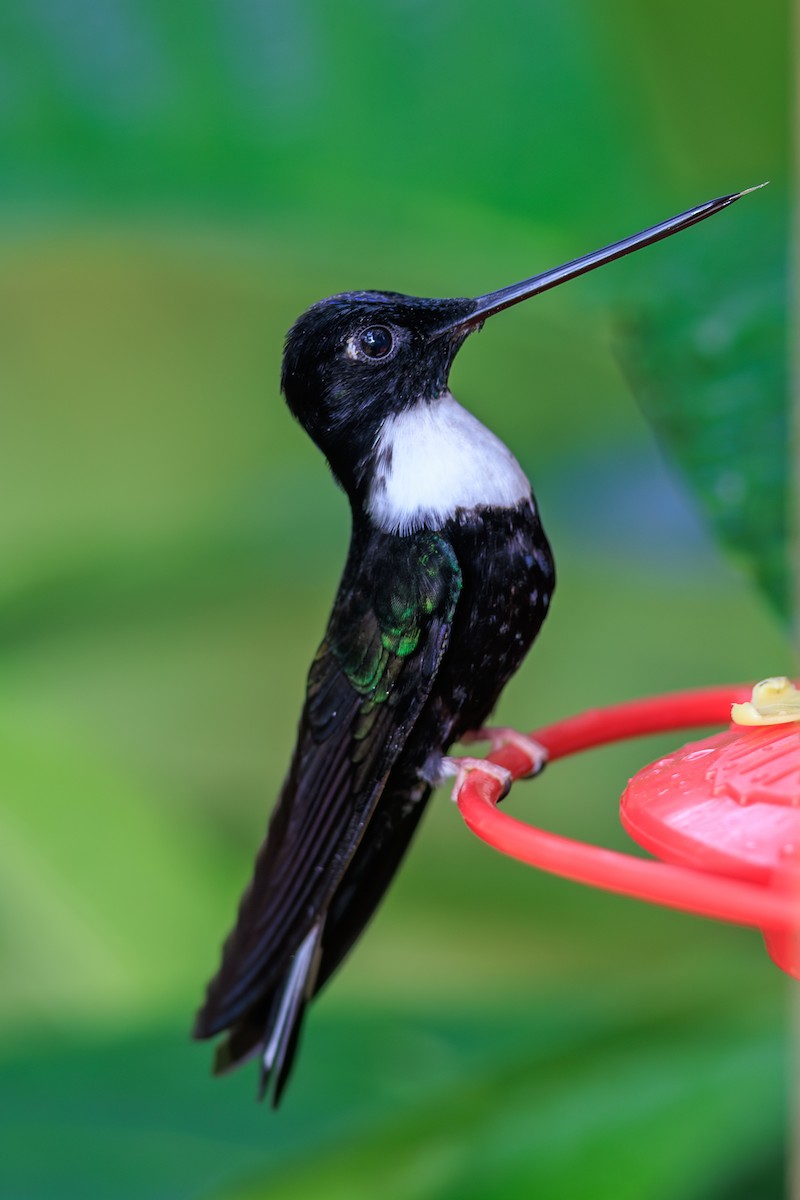 Collared Inca - ML645113723