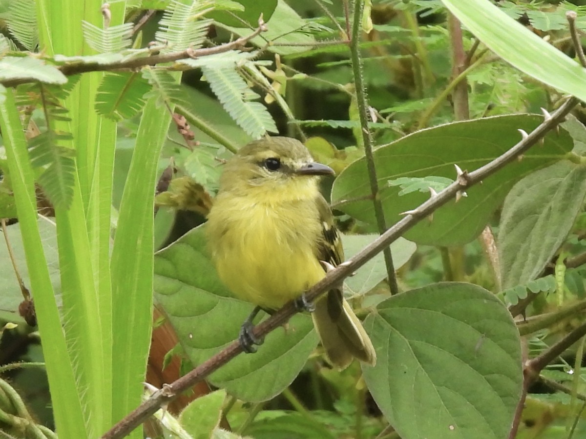 Yellow Tyrannulet - ML645113724