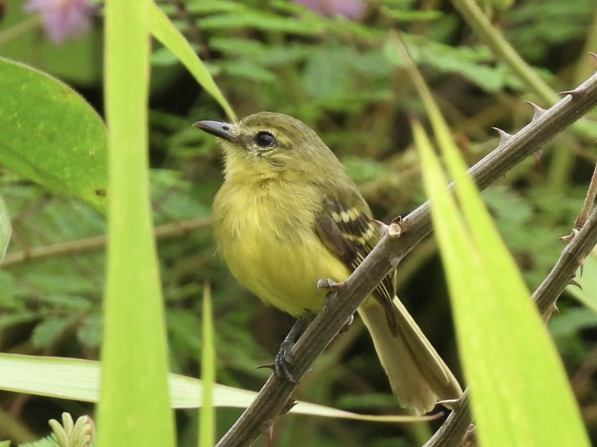 Yellow Tyrannulet - ML645113725