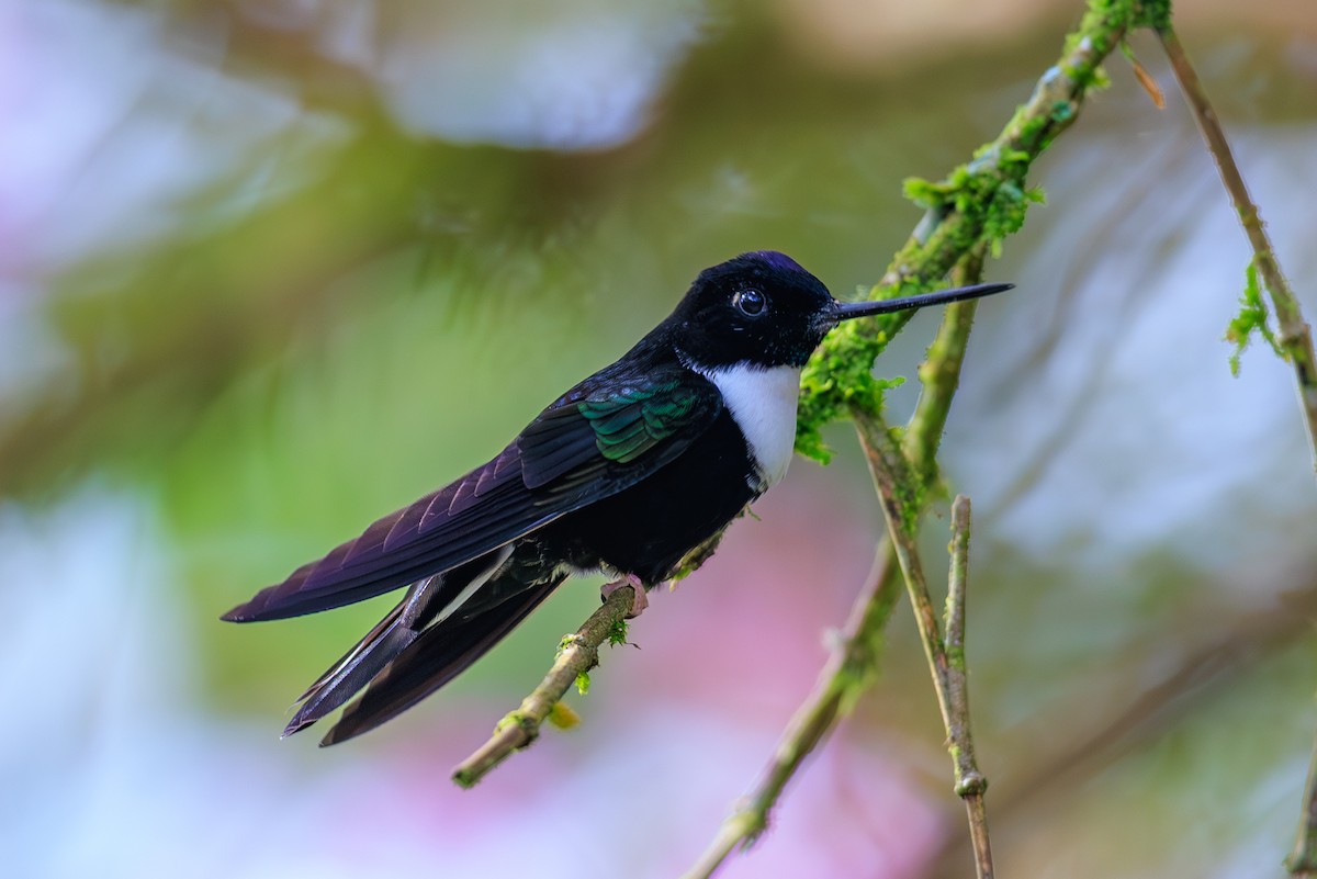 Collared Inca - ML645113726