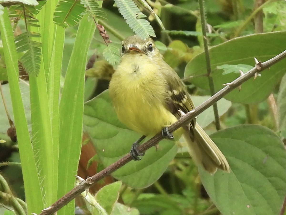 Yellow Tyrannulet - ML645113727
