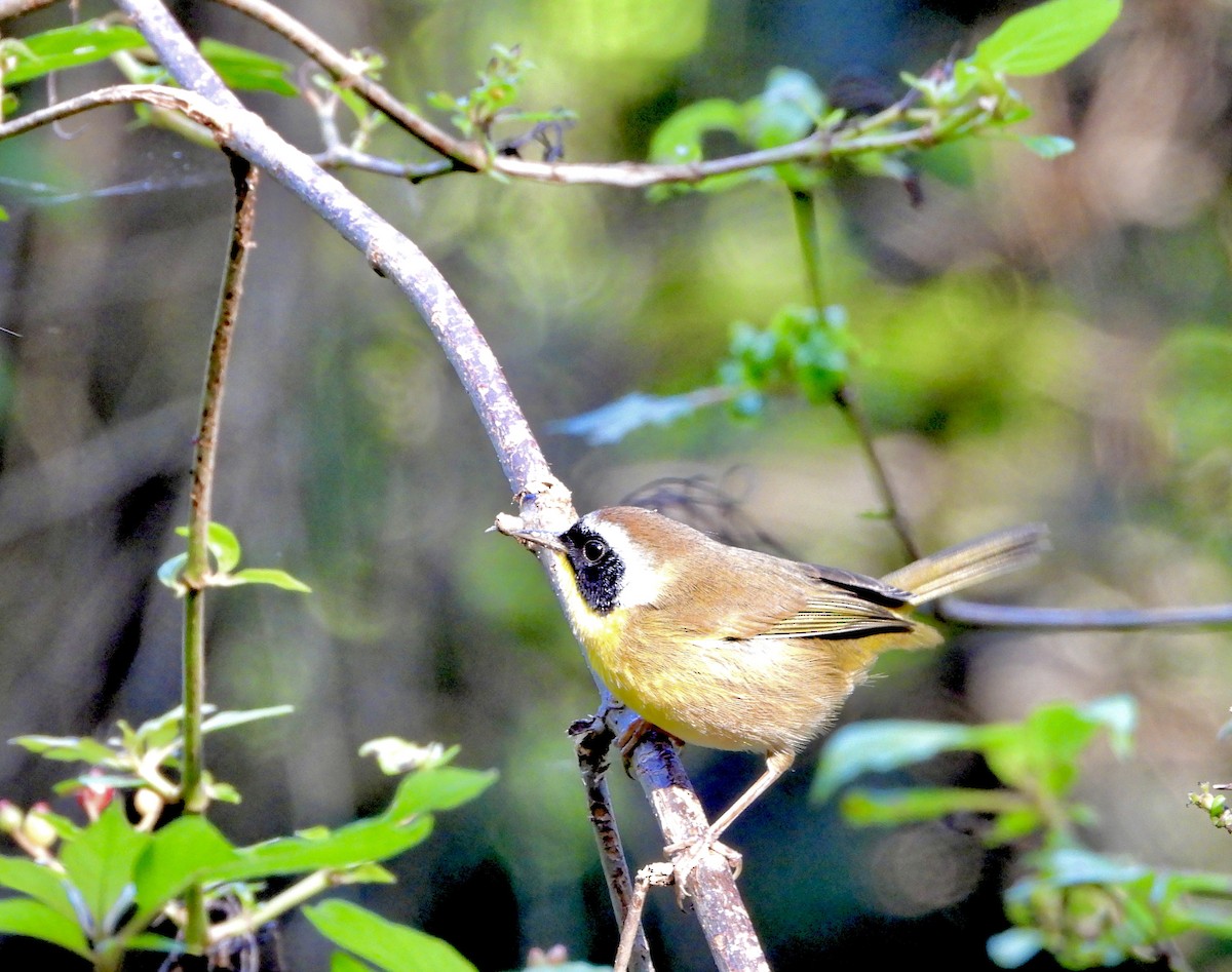 Common Yellowthroat - ML645113729