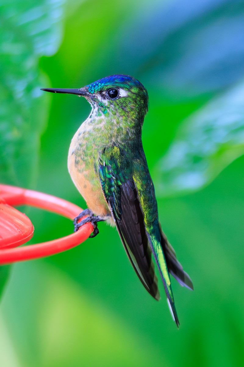 Long-tailed Sylph - ML645113733