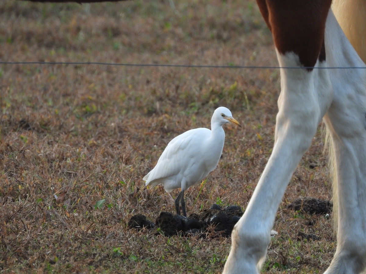 volavka rusohlavá - ML645113738