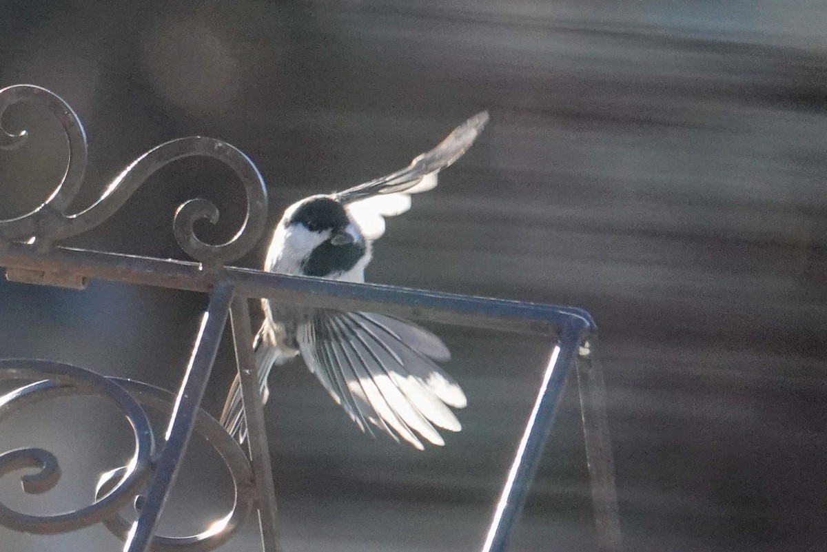 Black-capped Chickadee - ML645113747