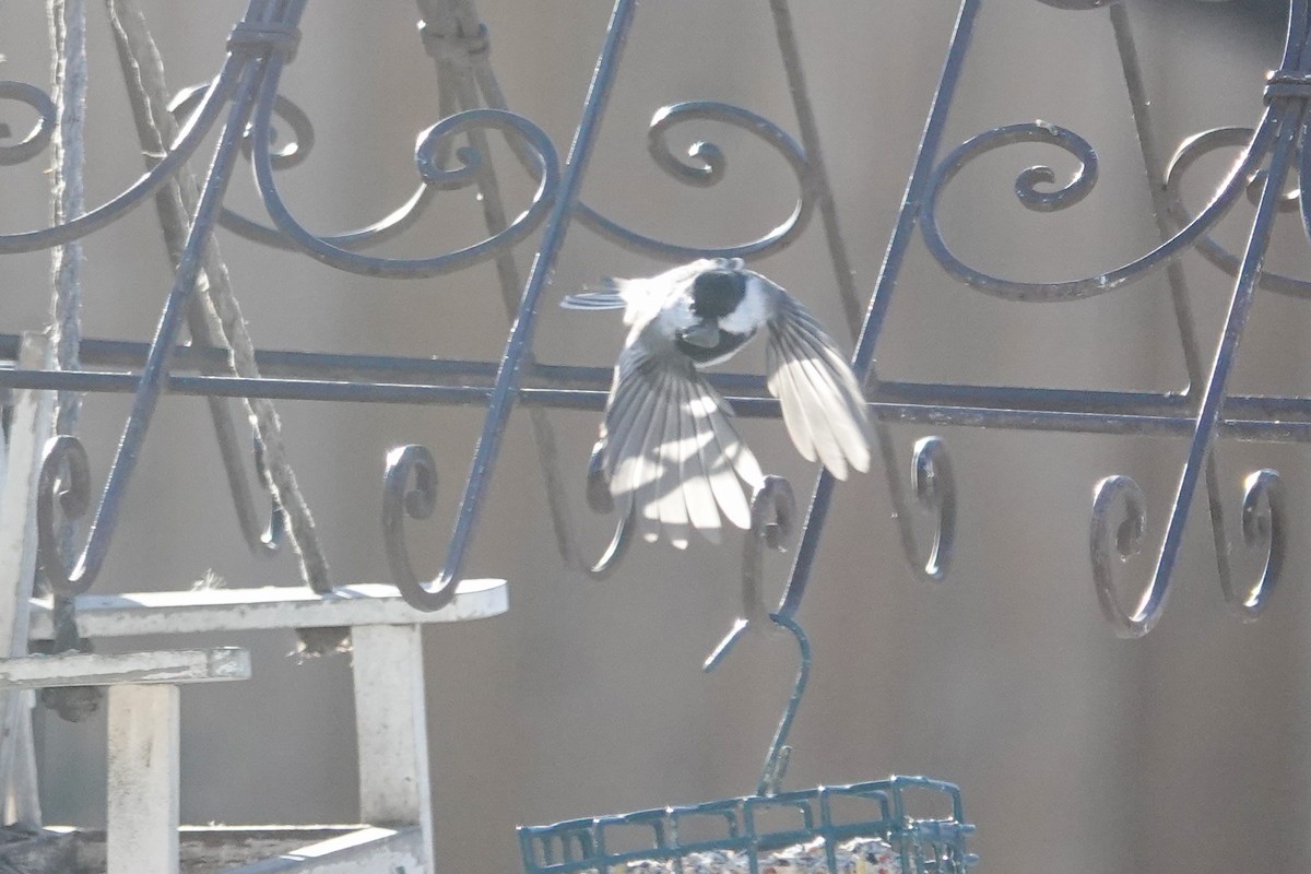 Black-capped Chickadee - ML645113748