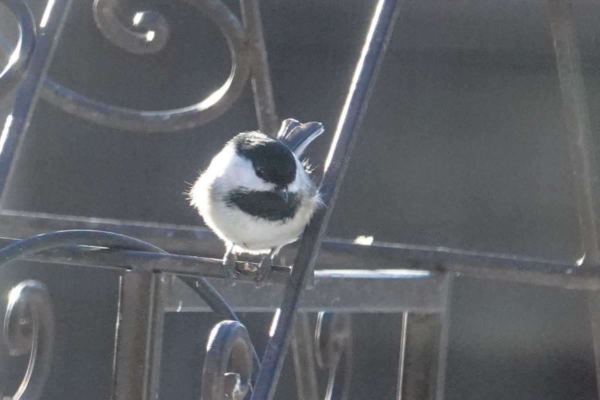 Black-capped Chickadee - ML645113749
