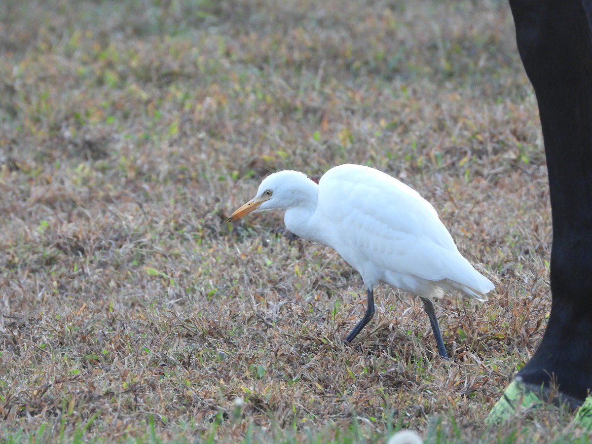 volavka rusohlavá - ML645113750