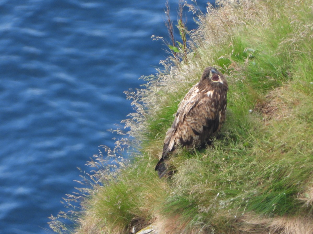 White-tailed Eagle - ML645113752