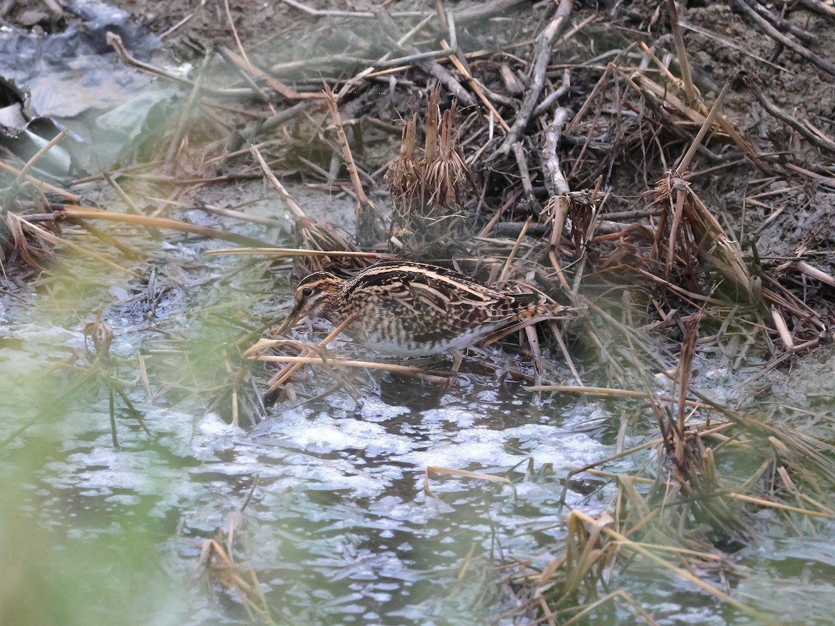 田鷸 - ML645113755