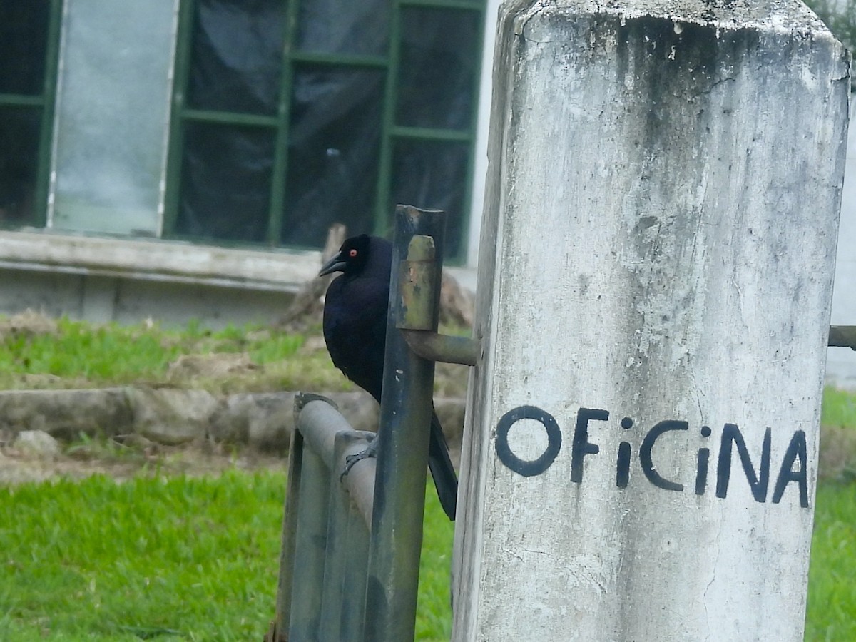 Giant Cowbird - ML645113756