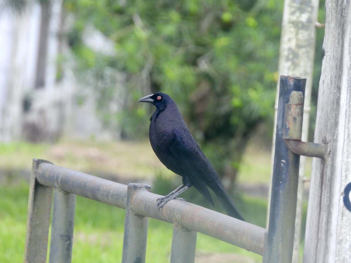 Giant Cowbird - ML645113757