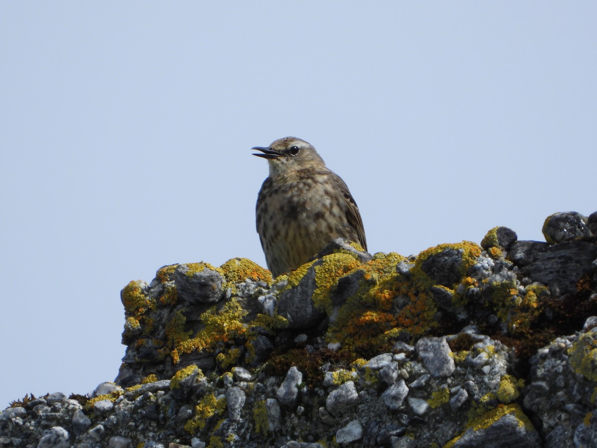 Rock Pipit - ML645113759