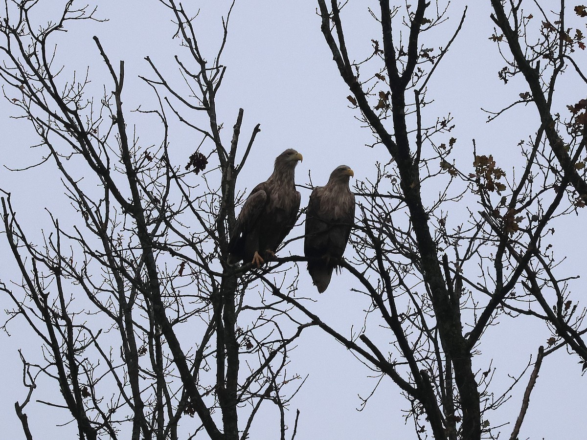 白尾海鵰 - ML645113761