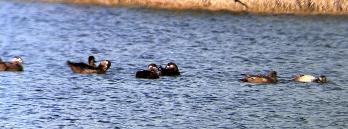 Surf Scoter - ML645113801