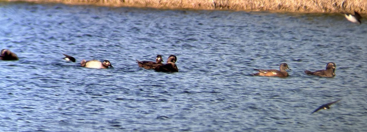 Surf Scoter - ML645113808