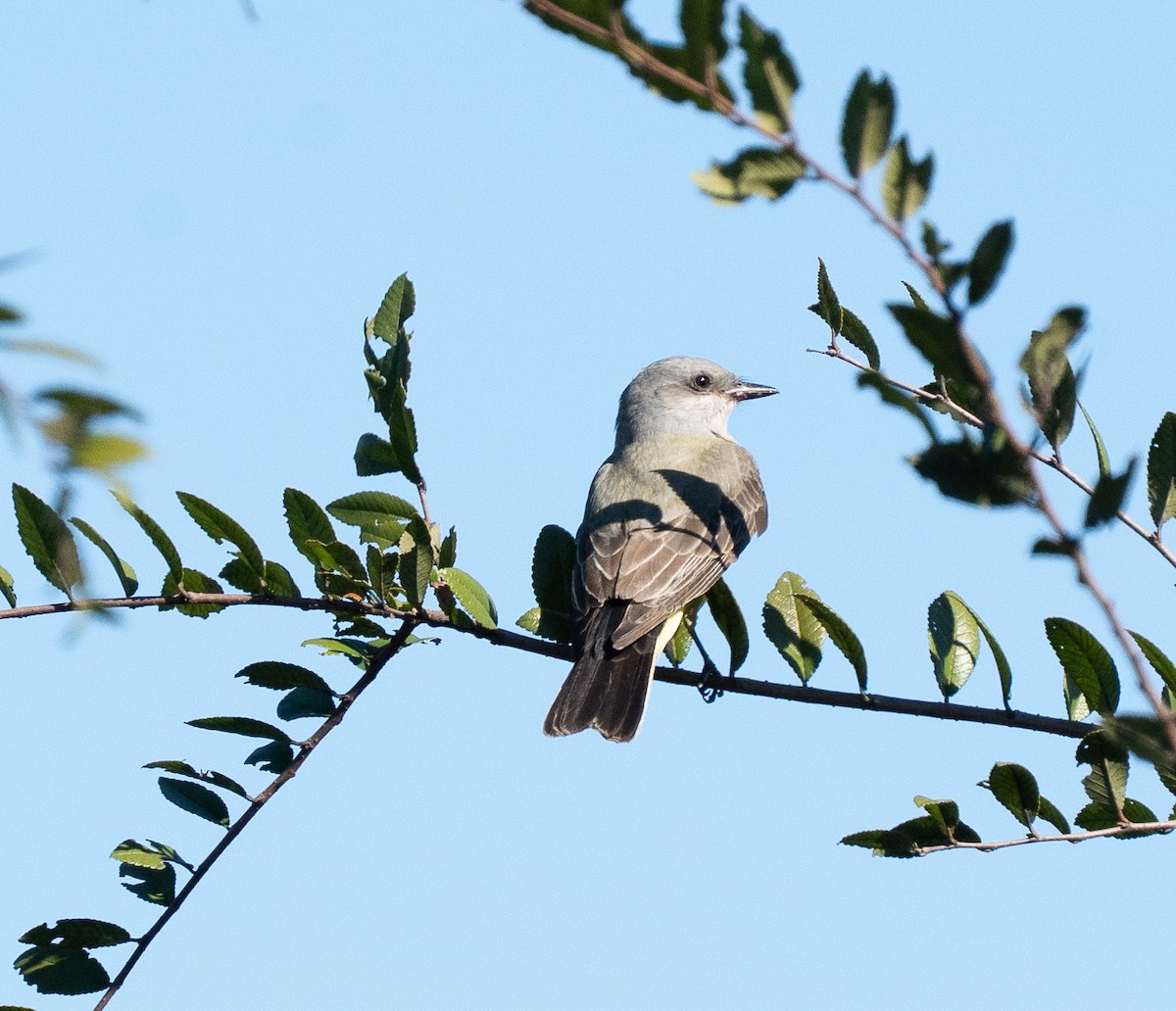 Western Kingbird - ML645113809
