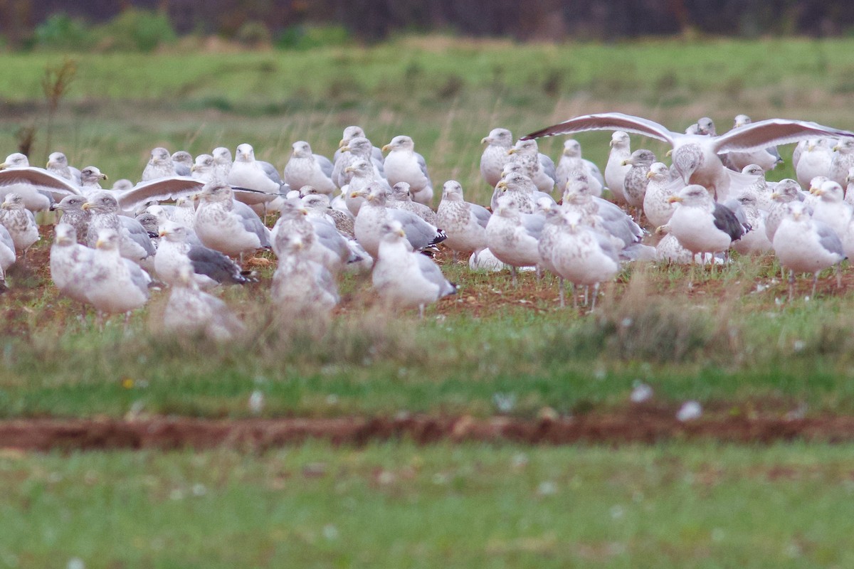 ニシセグロカモメ - ML645113815