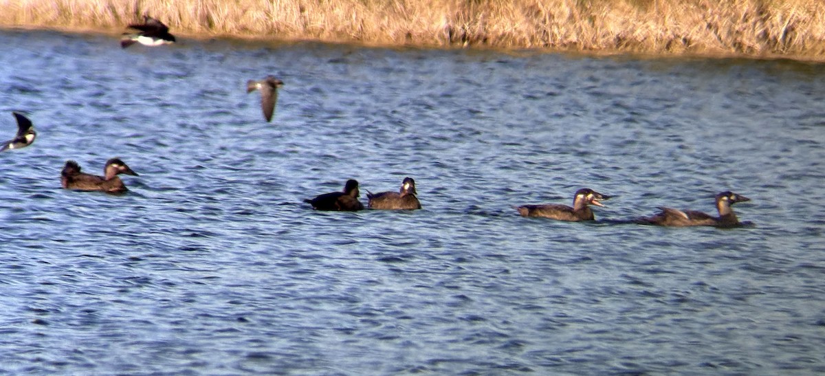 Surf Scoter - ML645113816