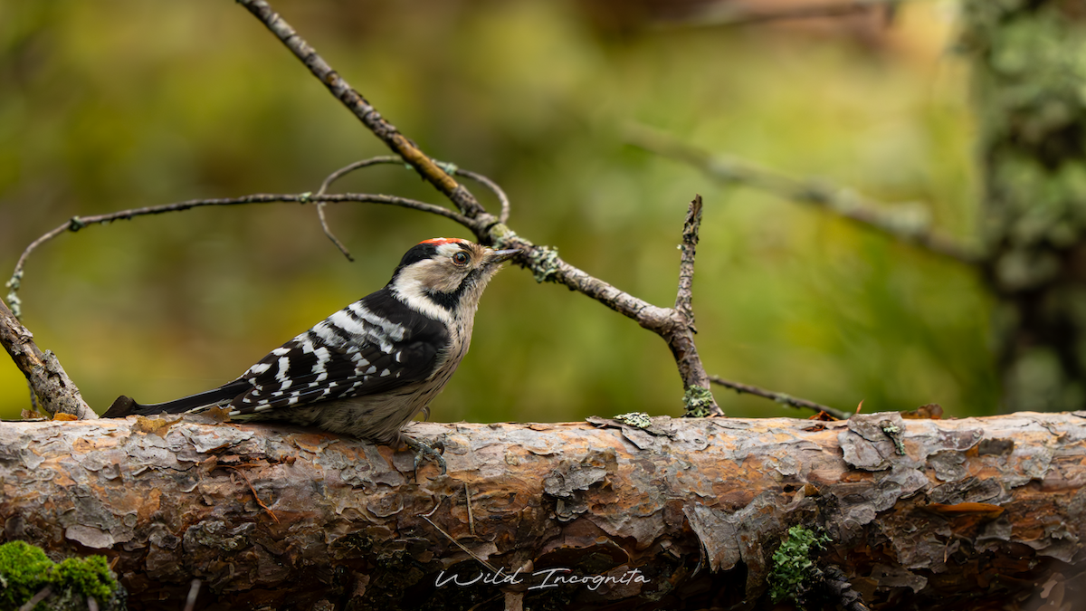 Lesser Spotted Woodpecker - ML645113818
