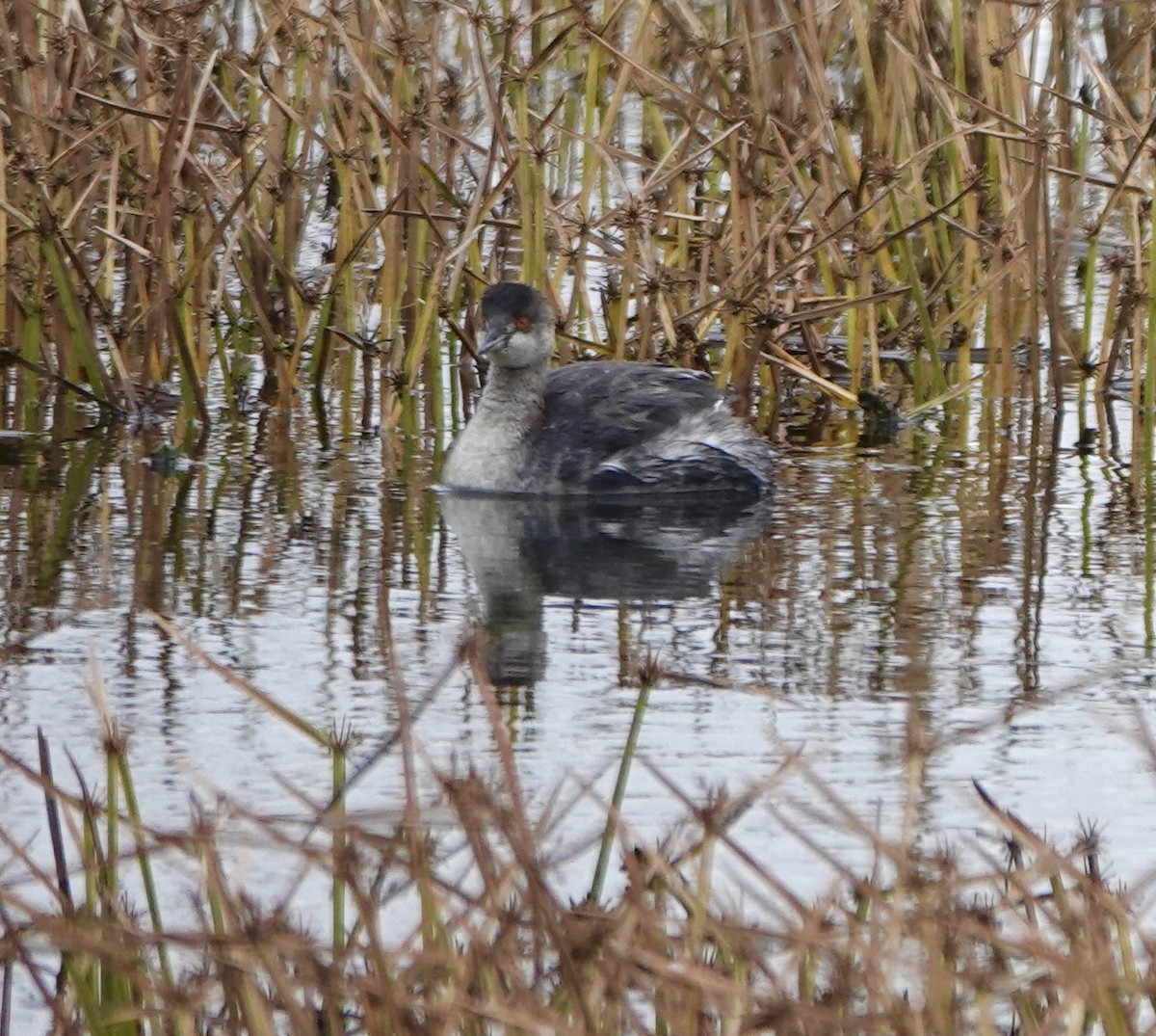 Eared Grebe - ML645113820
