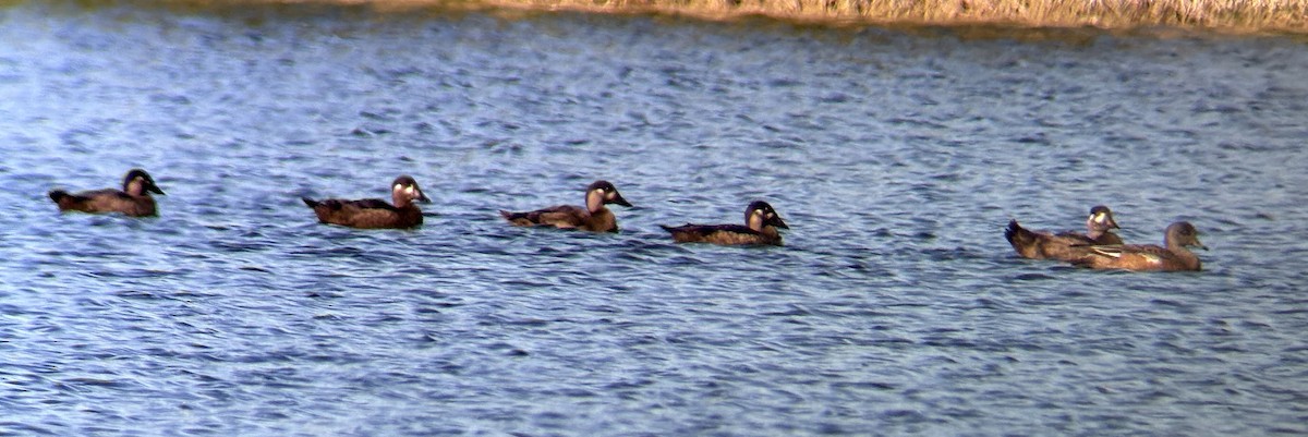 Surf Scoter - ML645113824