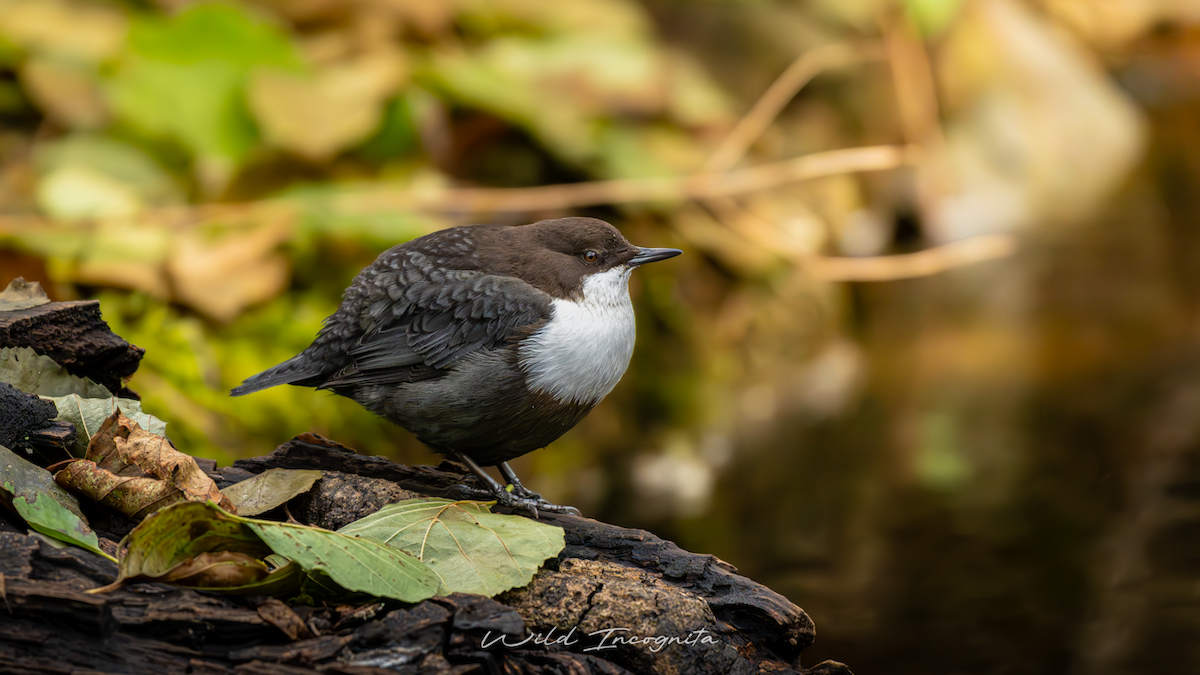 White-throated Dipper - ML645113831