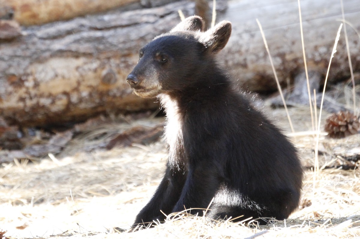 California Black Bear - ML645113836