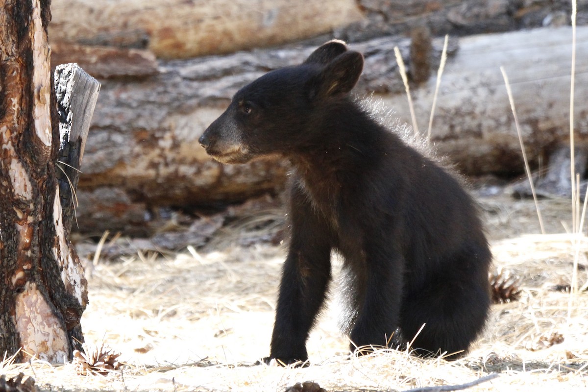 California Black Bear - ML645113837