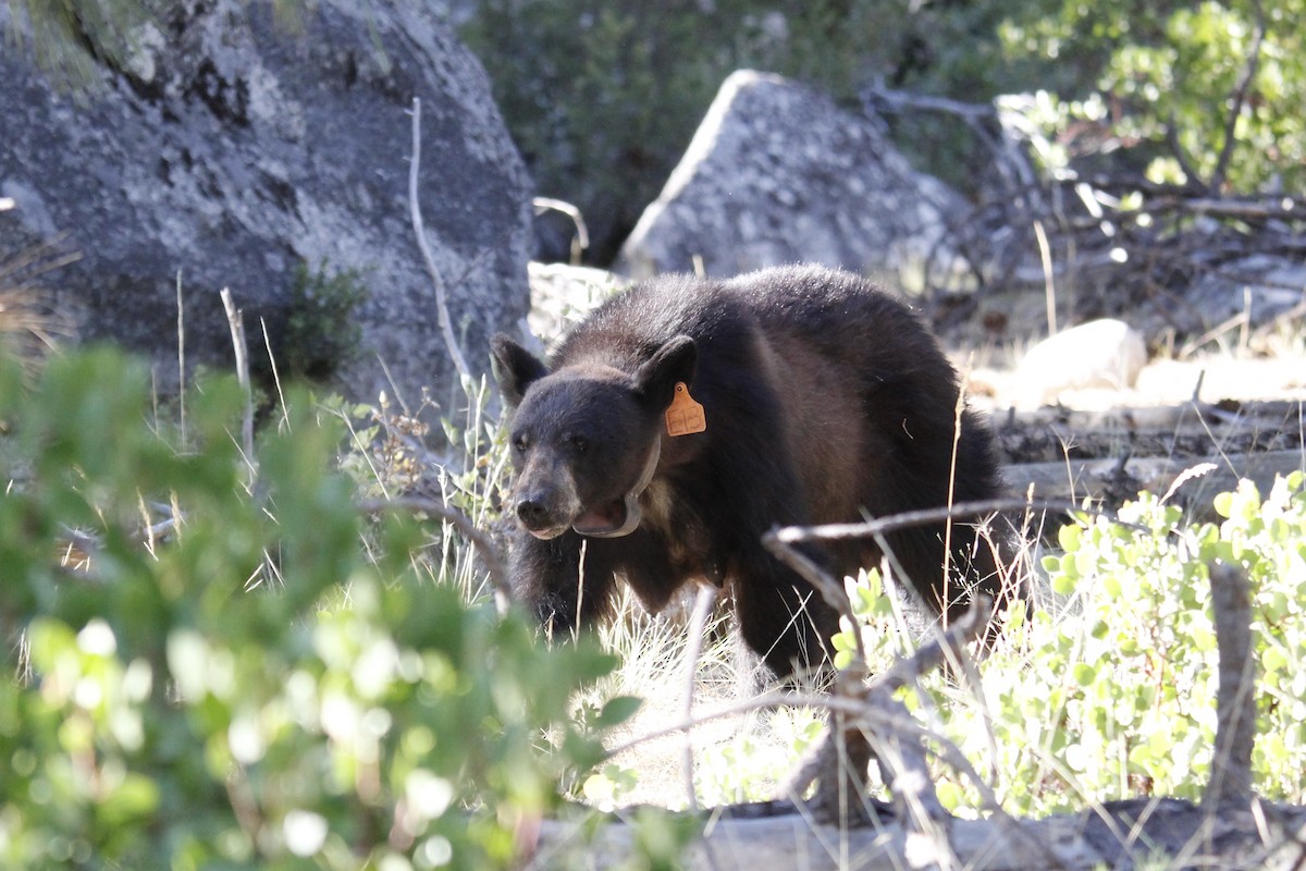California Black Bear - ML645113838