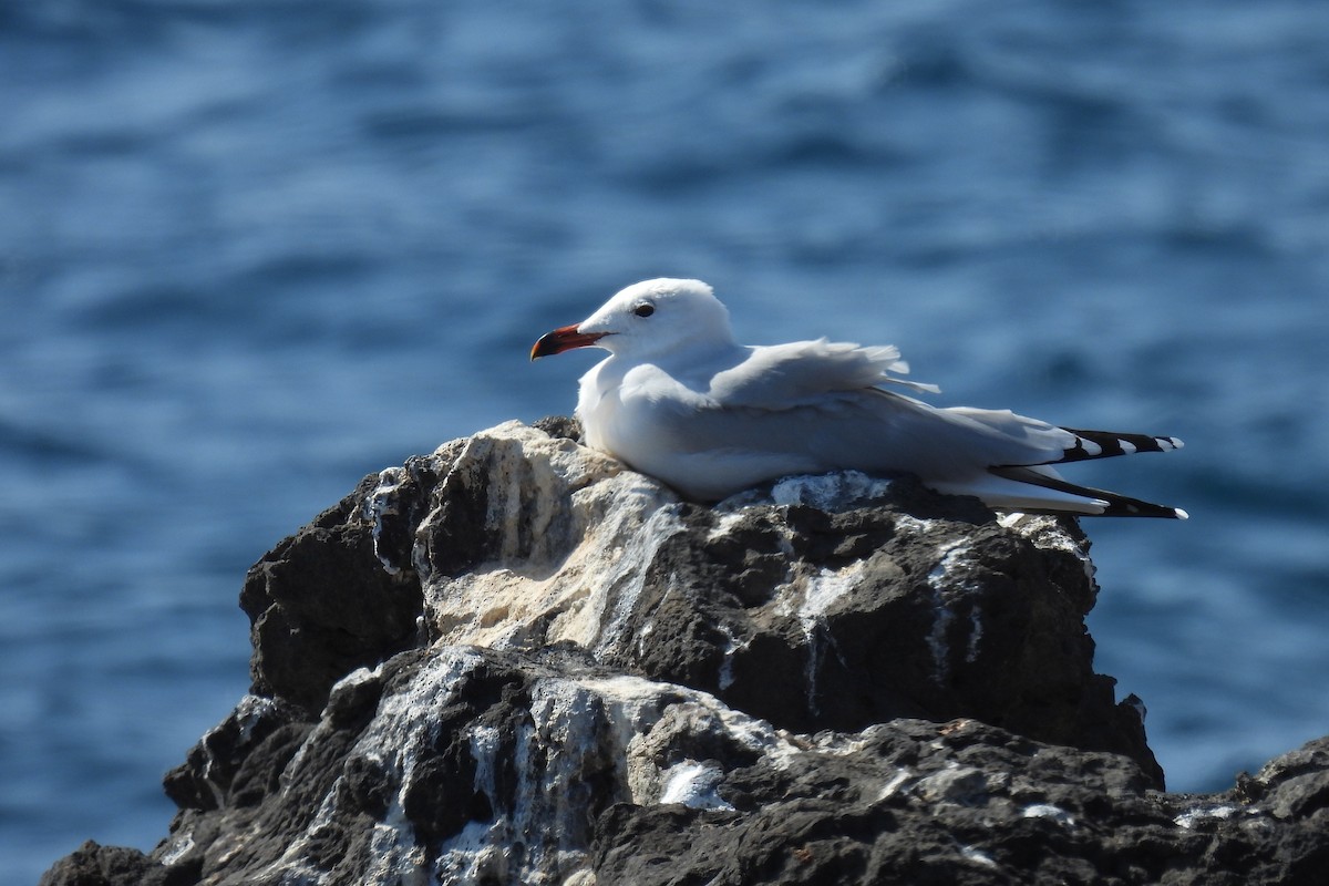 Audouin's Gull - ML645113840