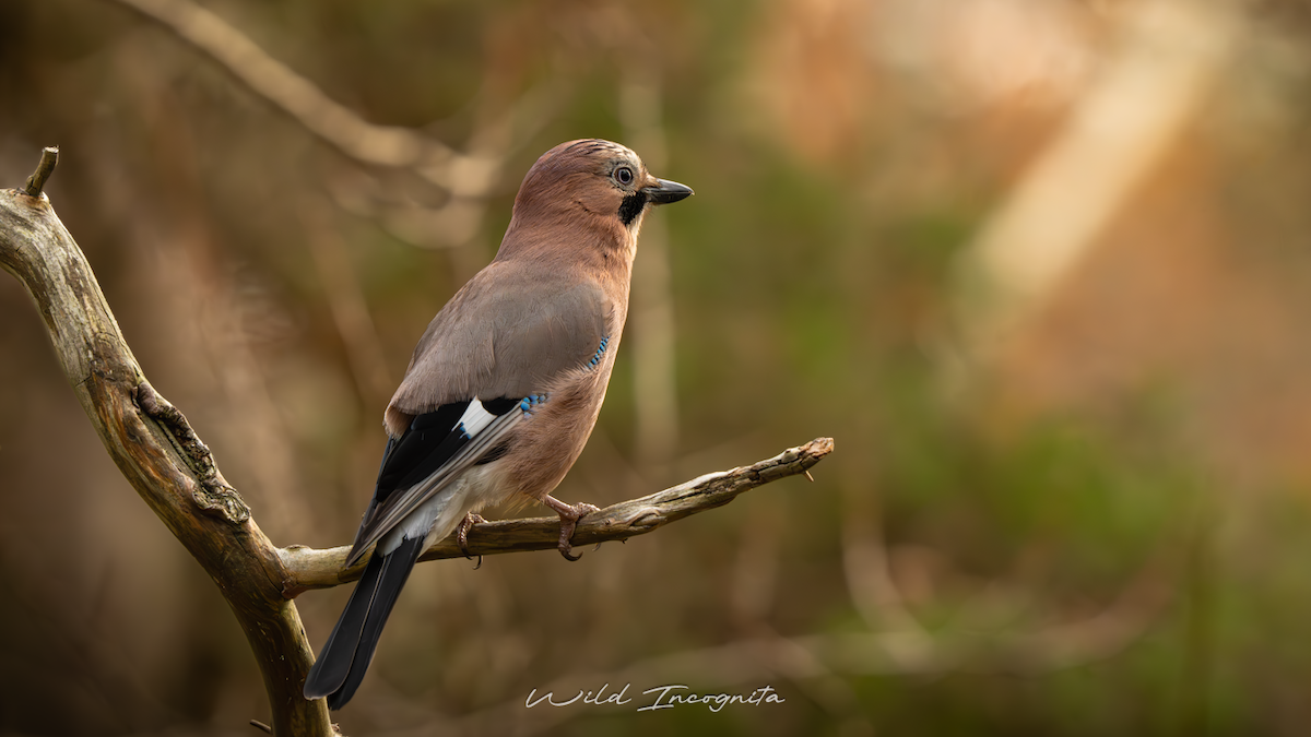 Eurasian Jay - ML645113845