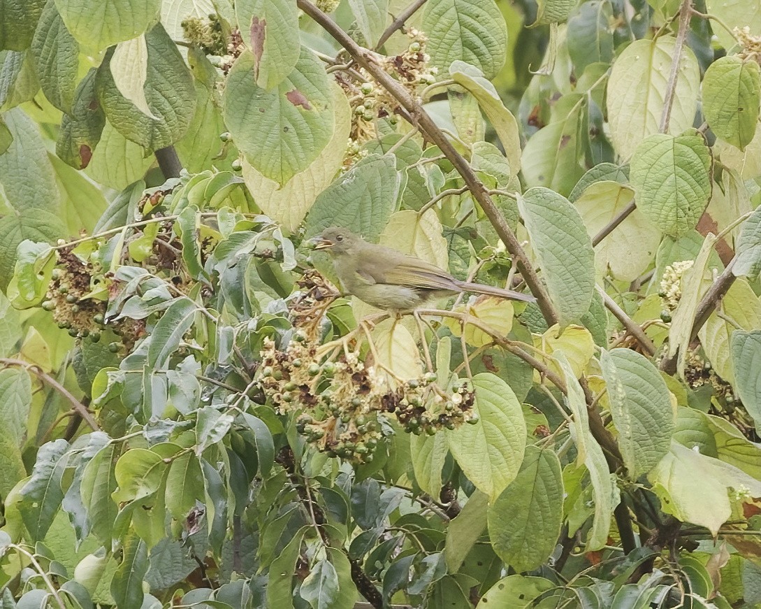 Бюльбюль вусатий - ML645113847