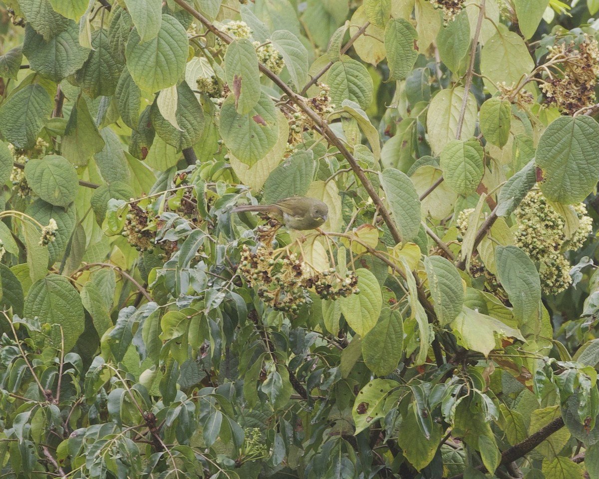 Yellow-whiskered Greenbul - ML645113848