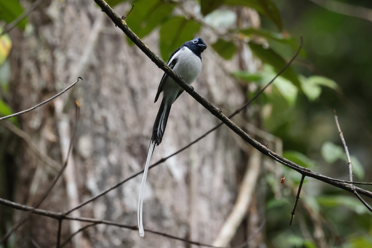 Malagasy Paradise-Flycatcher - ML645113857