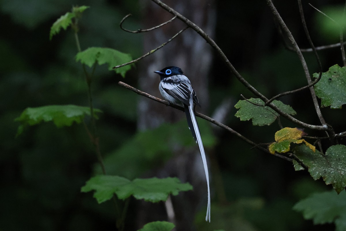 Malagasy Paradise-Flycatcher - ML645113858