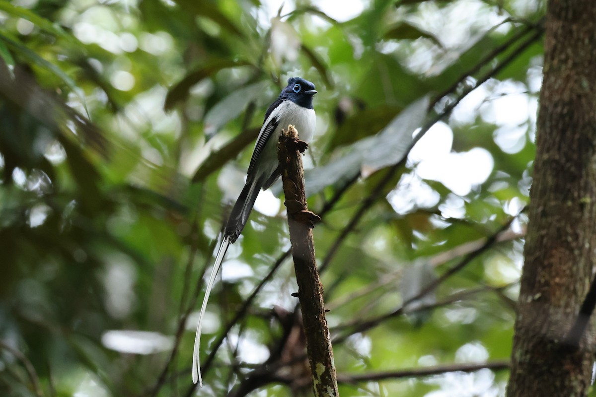 Malagasy Paradise-Flycatcher - ML645113859