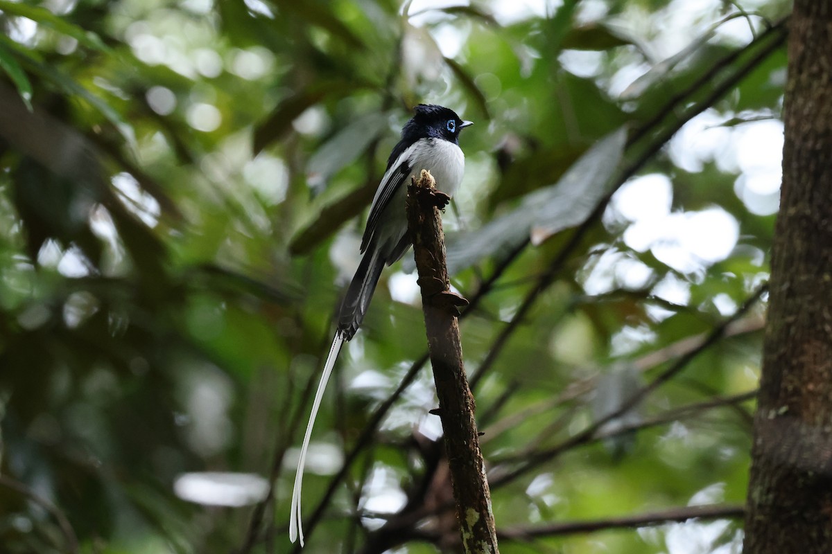 Malagasy Paradise-Flycatcher - ML645113860