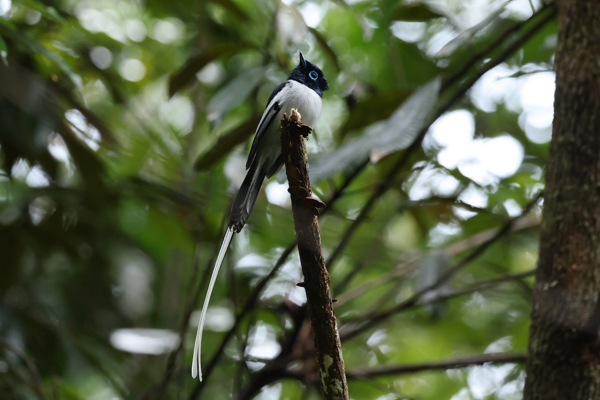 Malagasy Paradise-Flycatcher - ML645113861