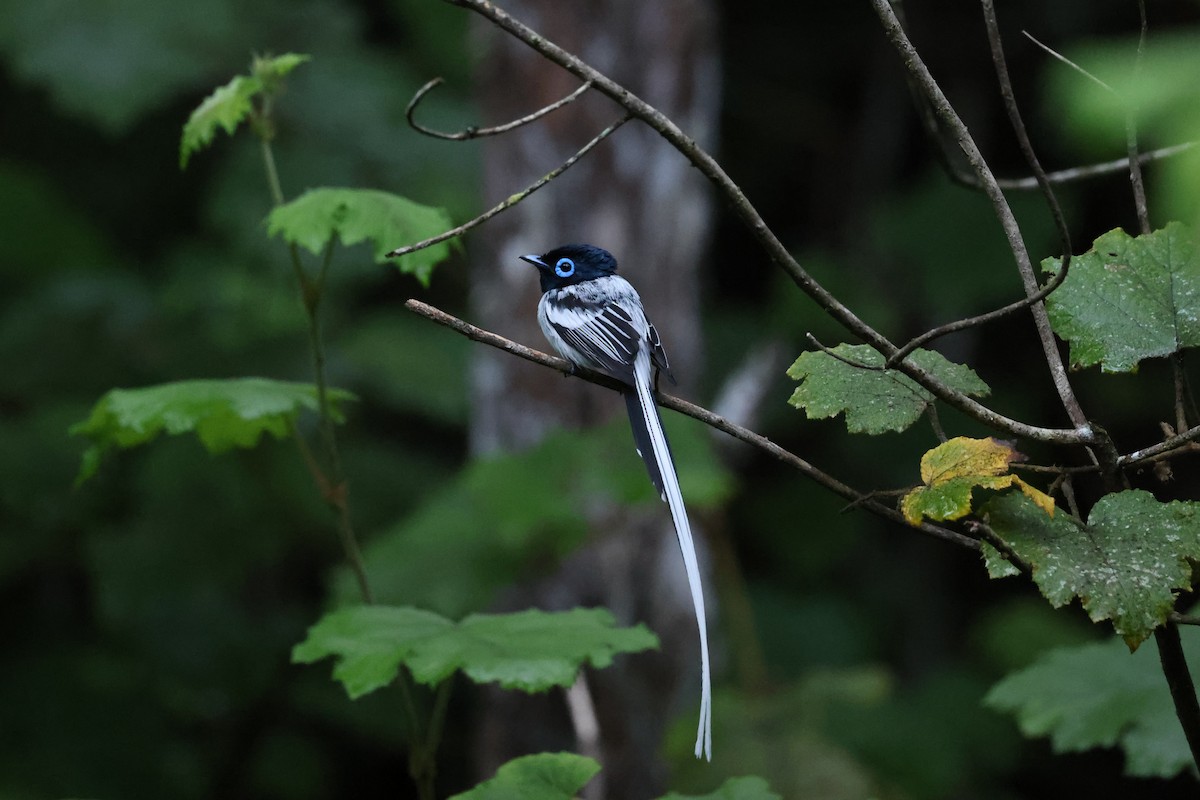 Malagasy Paradise-Flycatcher - ML645113862