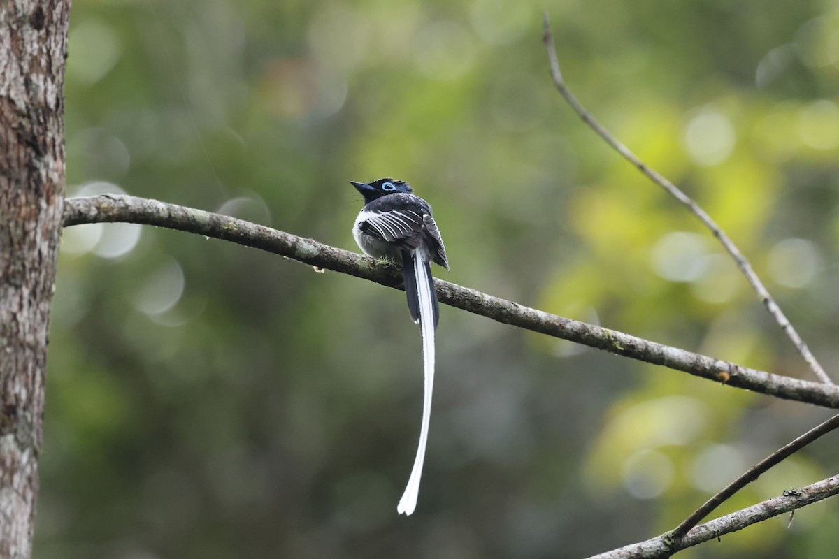 Malagasy Paradise-Flycatcher - ML645113863