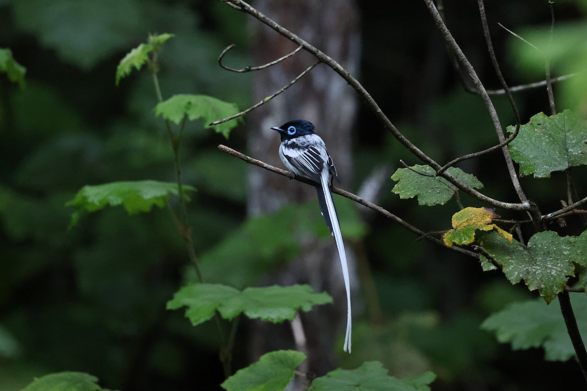 Malagasy Paradise-Flycatcher - ML645113864