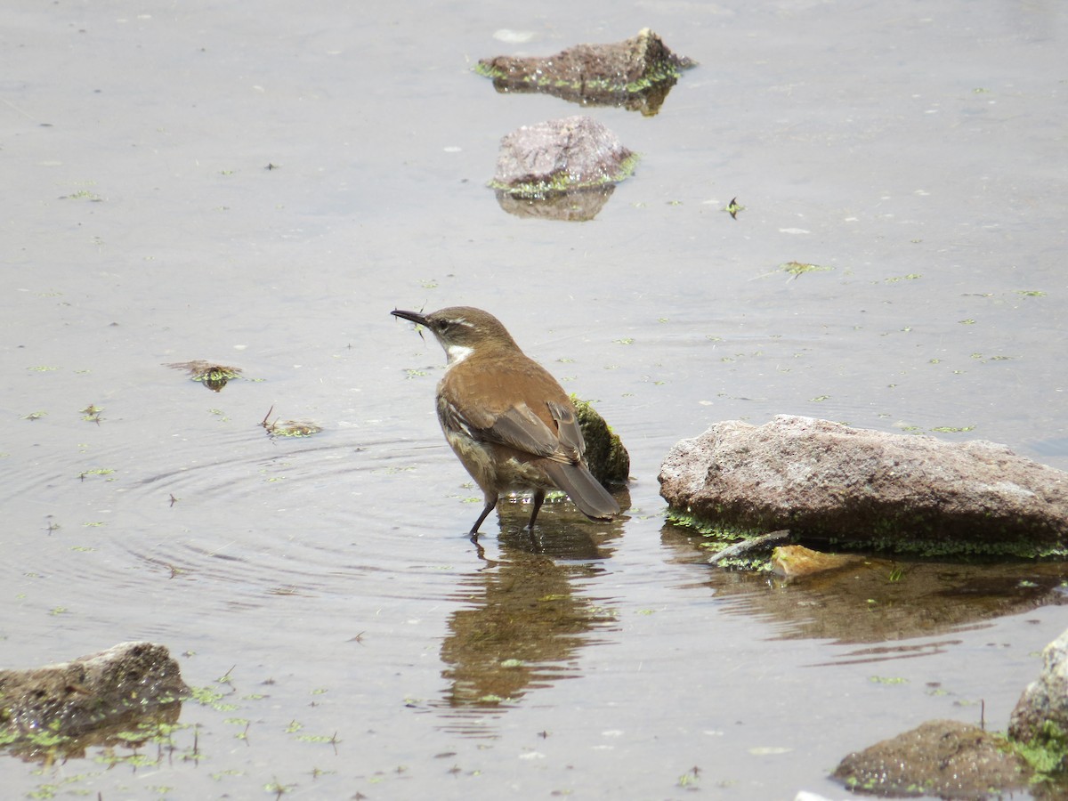 White-winged Cinclodes - ML645113867