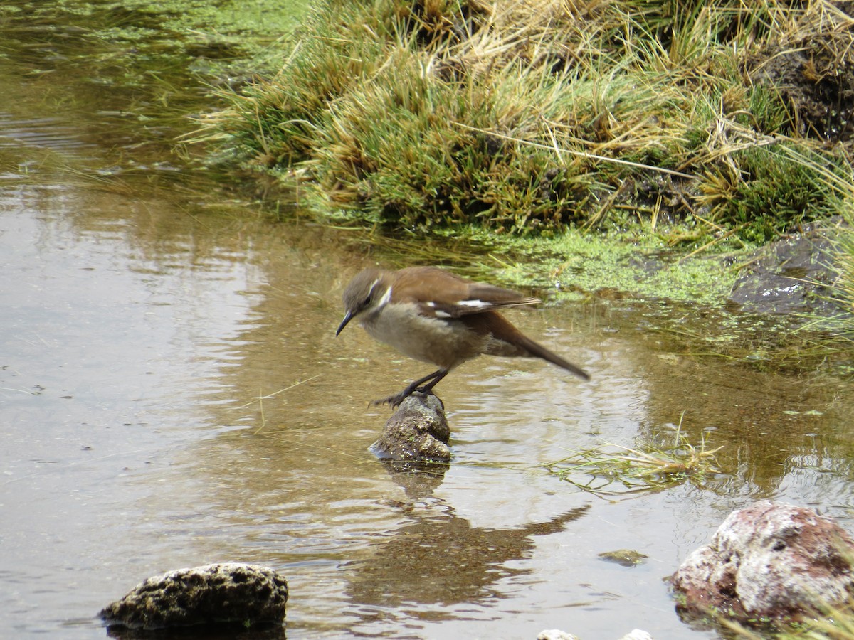 White-winged Cinclodes - ML645113868