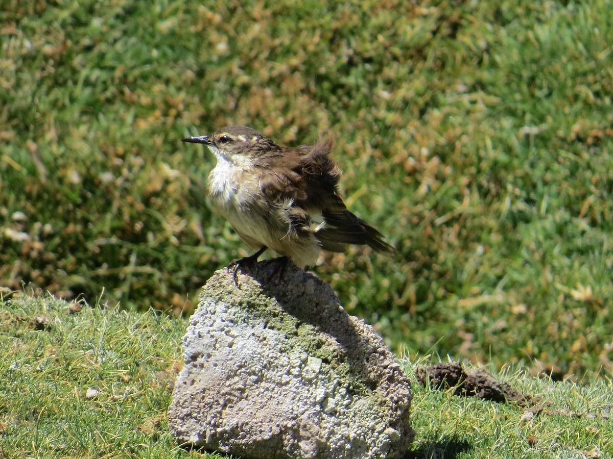 White-winged Cinclodes - ML645113869