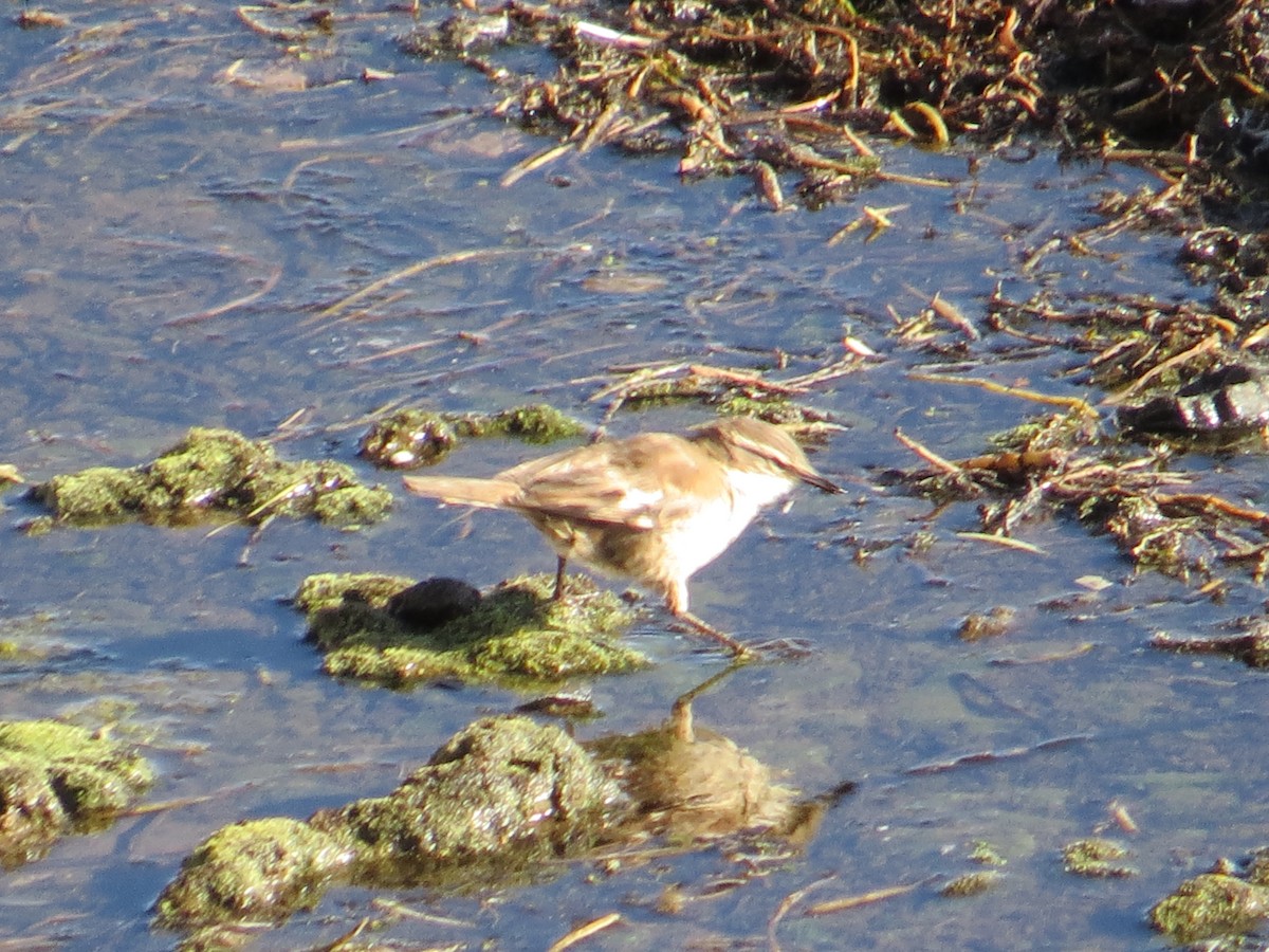 White-winged Cinclodes - ML645113870