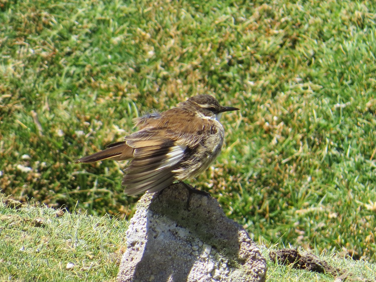 White-winged Cinclodes - ML645113871