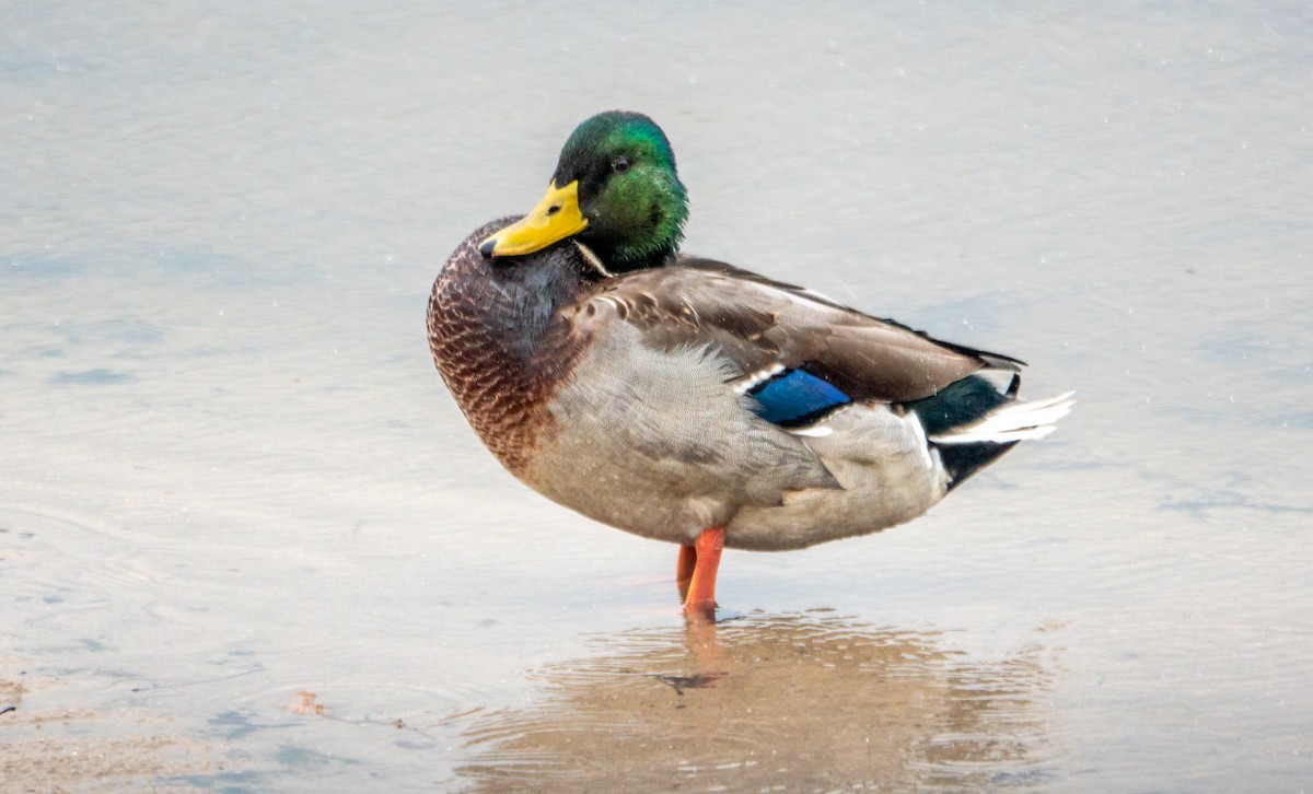 Mallard - ML645113873