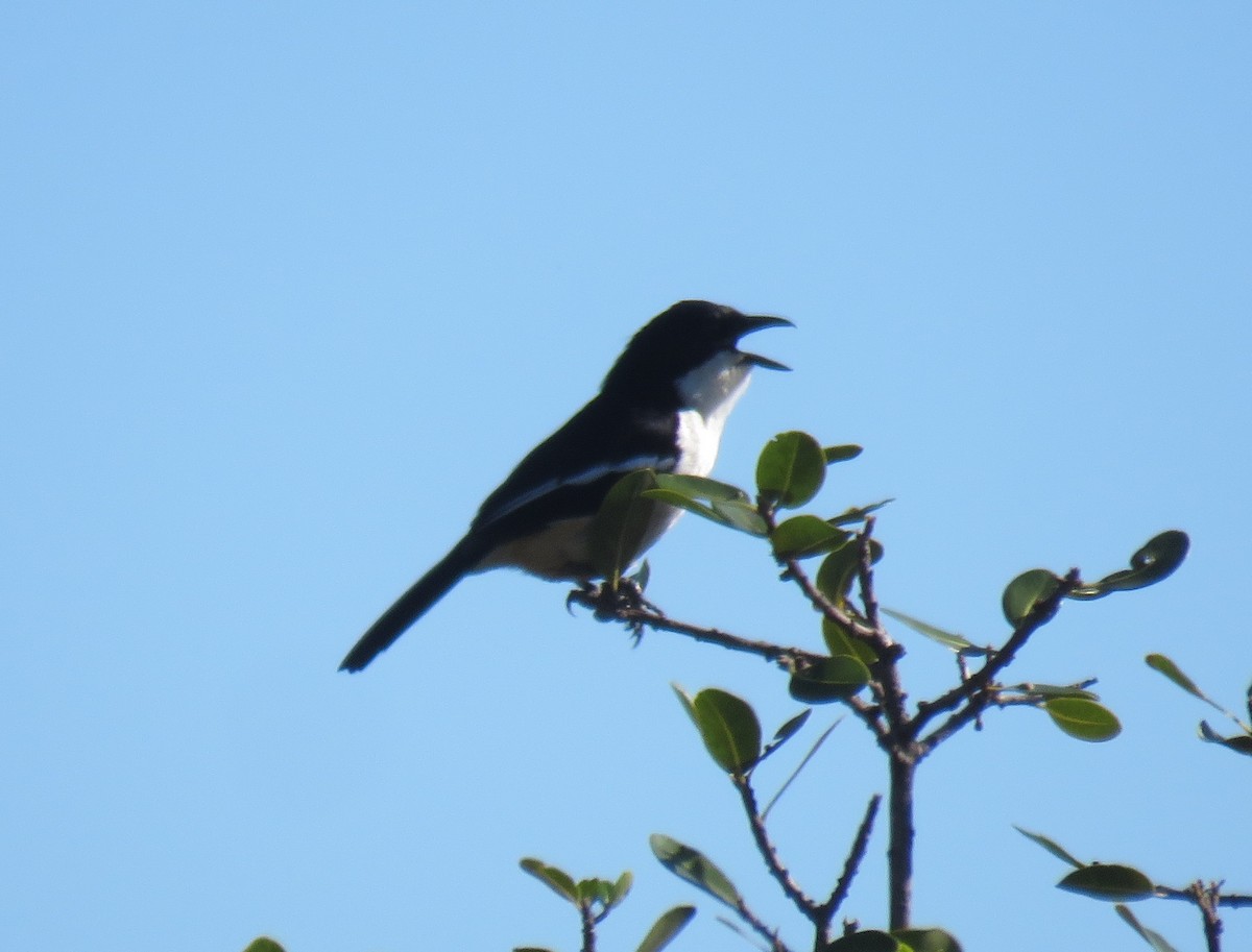 Southern Boubou - ML645113874